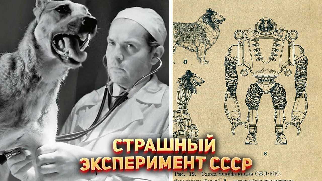 Вселенная-25 или эксперимент над мышами продолжается экспериментом над людьми