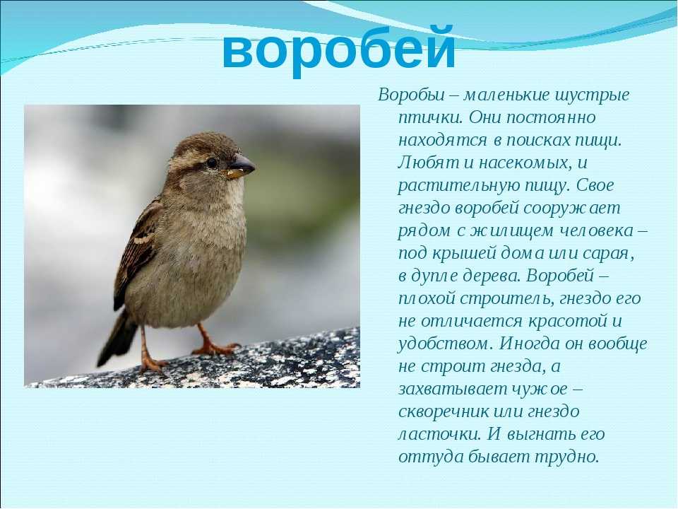 Воробей домовой: описание. чем отличается домовой воробей от полевого?