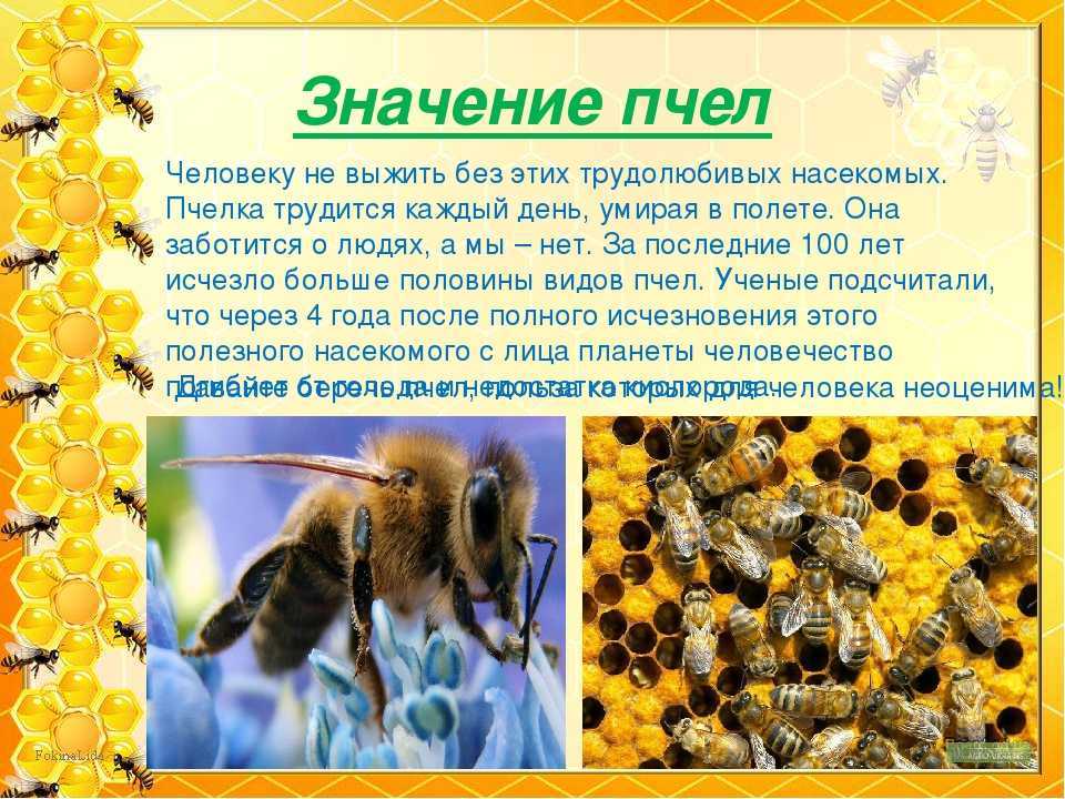 Виды шмелей с описанием и фото: шмель городской, степной, земляной и другие