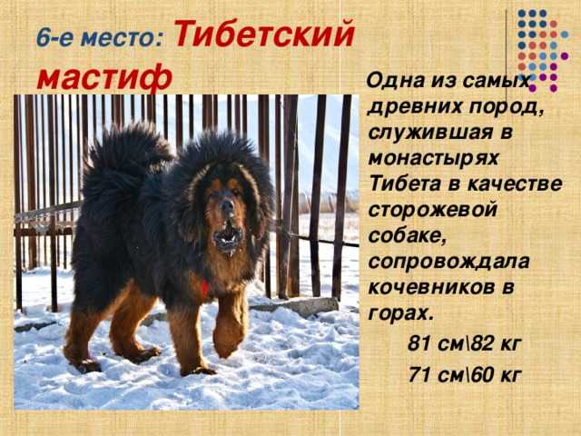 Тибетский мастиф: характеристика породы, уход и содержание, кормление, стандарты, история