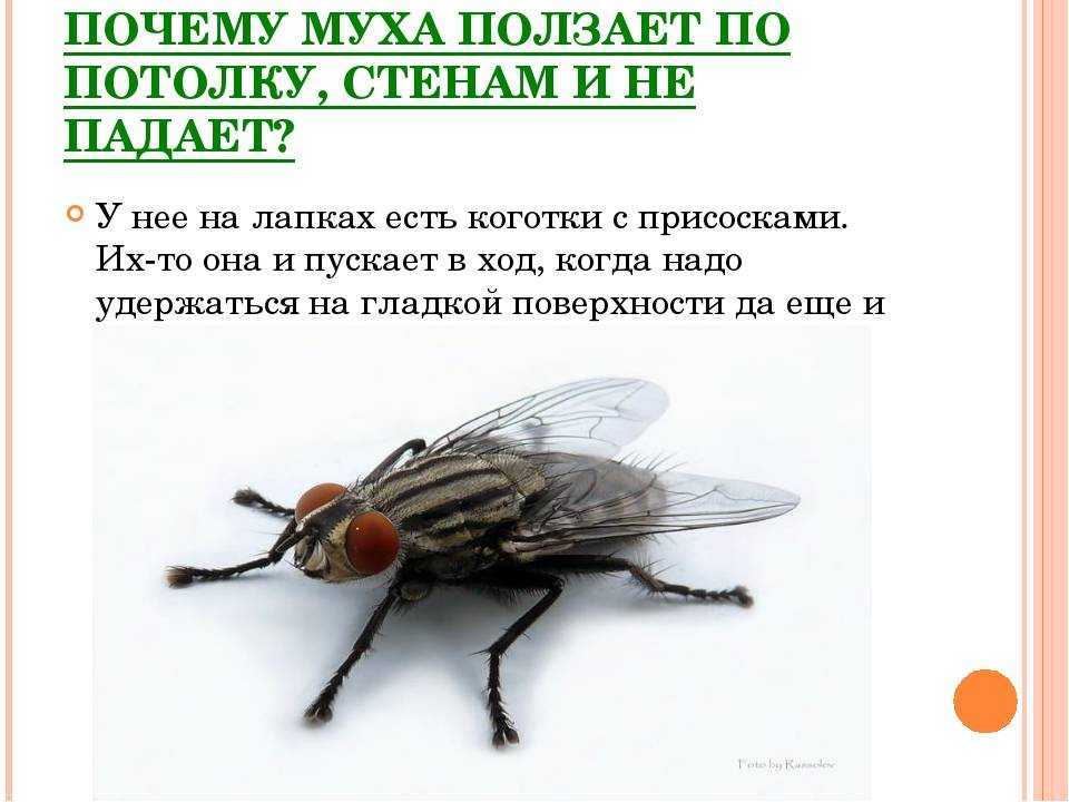 Исследовательская работа на тему " почему муха не падает с потолка"