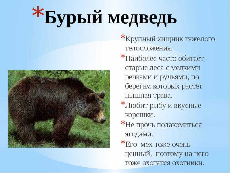 Все о медведях