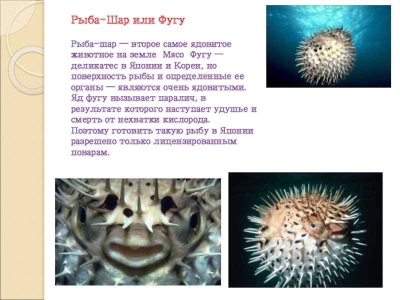 Как поймать рыбу абунавка (фугу) в средиземном море, виды снастей, наживок, тактика ловли | все о рыбалке в израиле