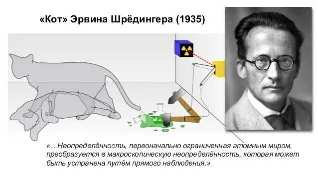 Охотники за вдохновением: писатели и коты — моноклер