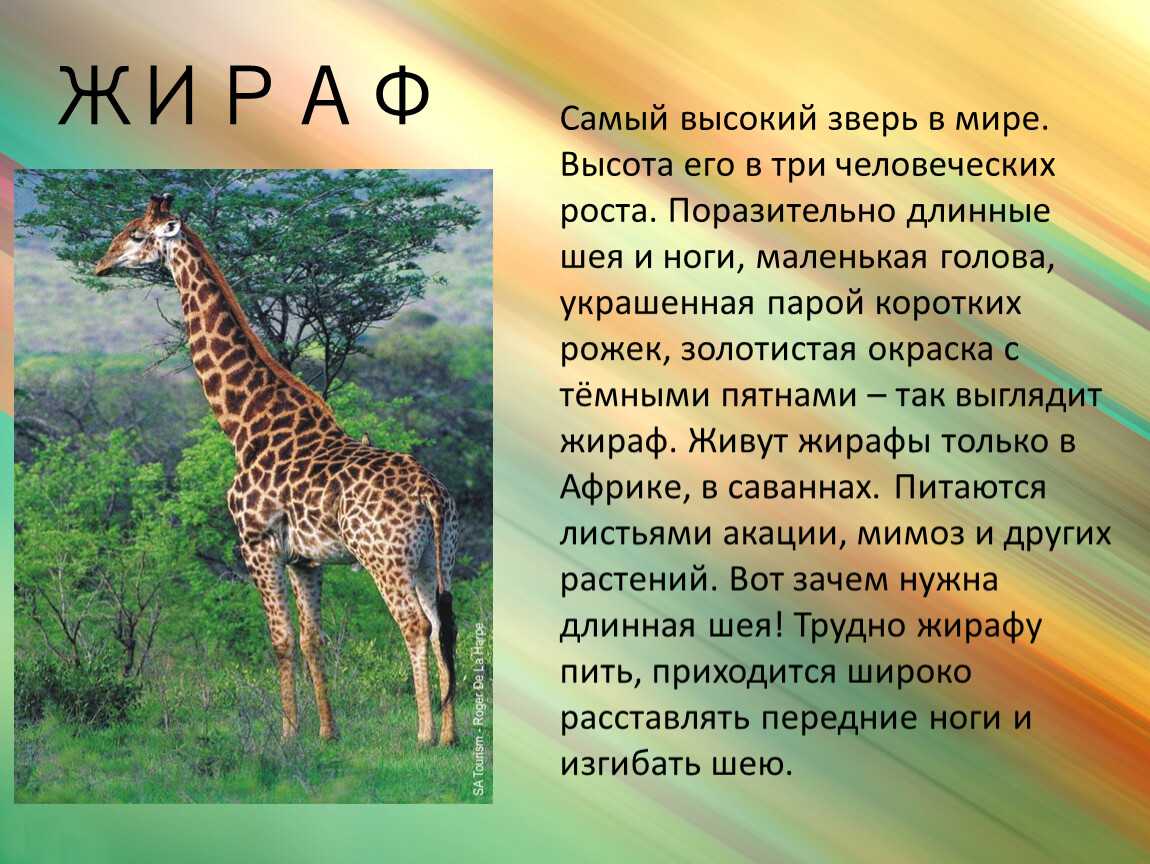 Интересные факты о животных