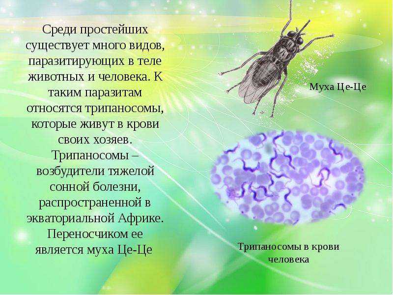 Презентация на тему "интересные факты о мухах"