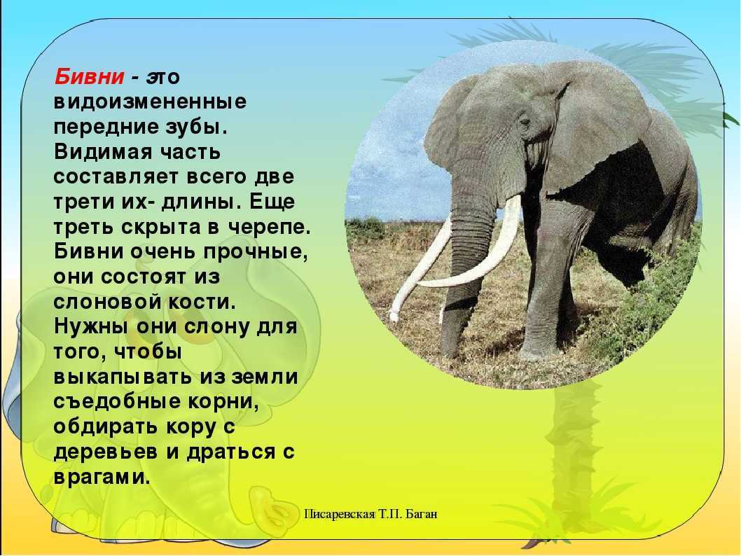 Слоны – фото, описание, виды, ареал, рацион, враги