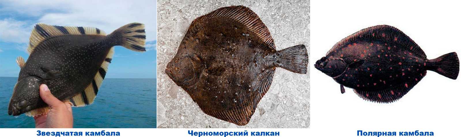 Камбала рыба. описание, особенности, виды, образ жизни и среда обитания камбалы