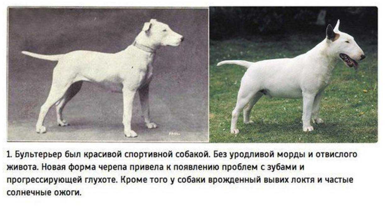 Чем отличаются кошки от собак