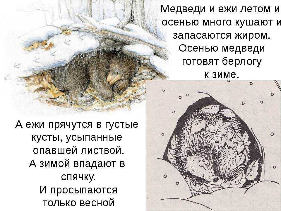​50 интересных фактов о ежах для любознательных — общенет