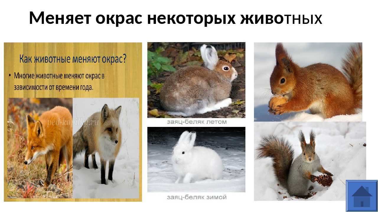 Кто не меняет окраску на зиму. как и когда животные меняют свою окраску