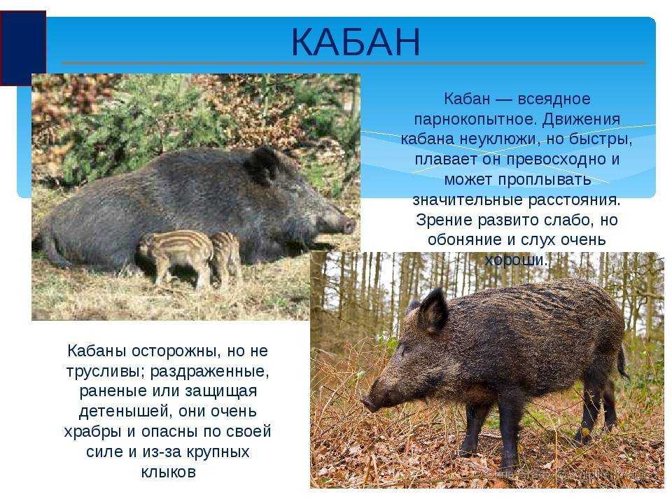 Дикий кабан. образ жизни и среда обитания дикого кабана | живность.ру