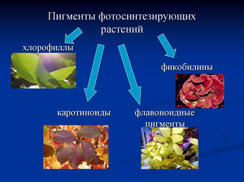 Что такое каротин