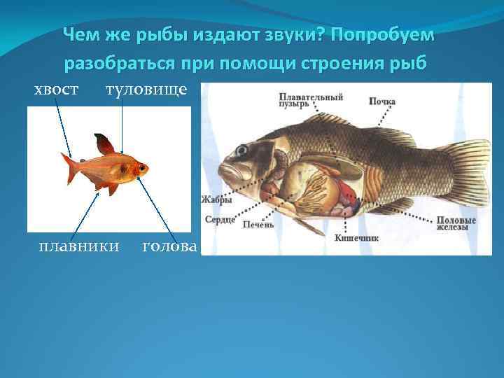 Как ссорятся рыбы с представителями других знаков зодиака