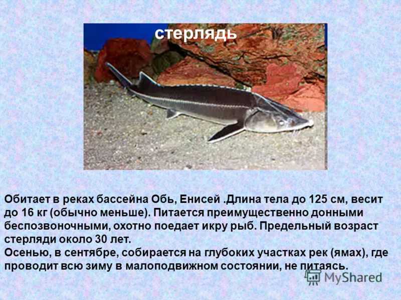 Стерлядь рыба. описание, особенности, виды, образ жизни и среда обитания стерляди | живность.ру