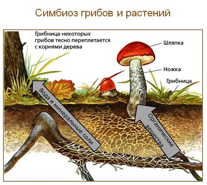 Симбиозные типы и их характеристики, примеры в природе / биология | thpanorama - сделайте себя лучше уже сегодня!
