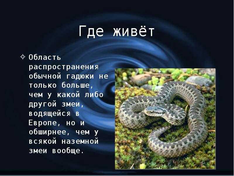 Гадюка никольского в красной книге россии - как выглядит, описание
