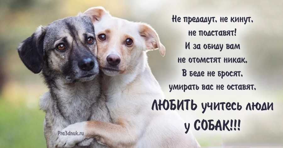 Собаки — лучшие друзья человека. преданность собаки
