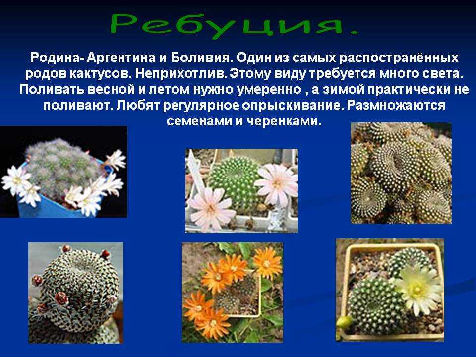 Чем являются колючки у кактусов: из чего развились иголки, зачем нужны