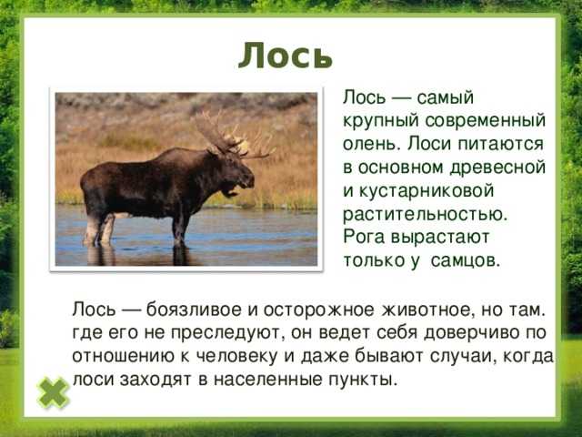 Лось: описание, среда обитания, образ жизни - все о наших питомцах - 5 сентября - 43704720424 - медиаплатформа миртесен