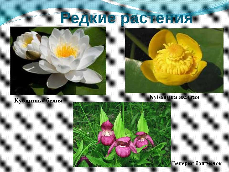 Растения красной книги россии: причины занесения в списки, виды исчезающих растений