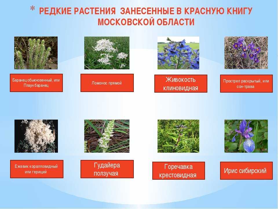 Красная книга московской области – животные, растения, птицы, грибы | фото и описание
