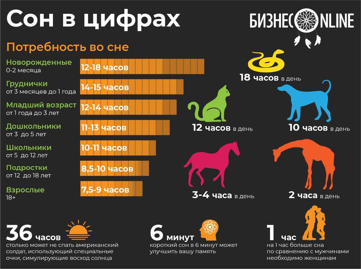 Фазы и стадии сна человека