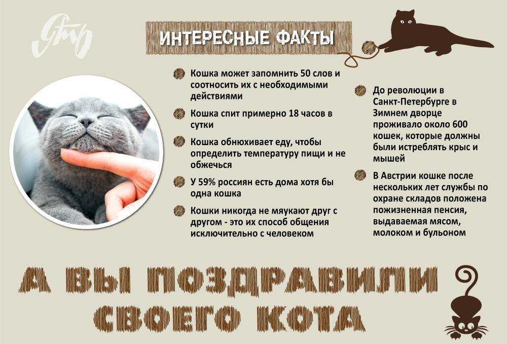 7 самых любопытных фактов о взаимоотношениях человека и кошки