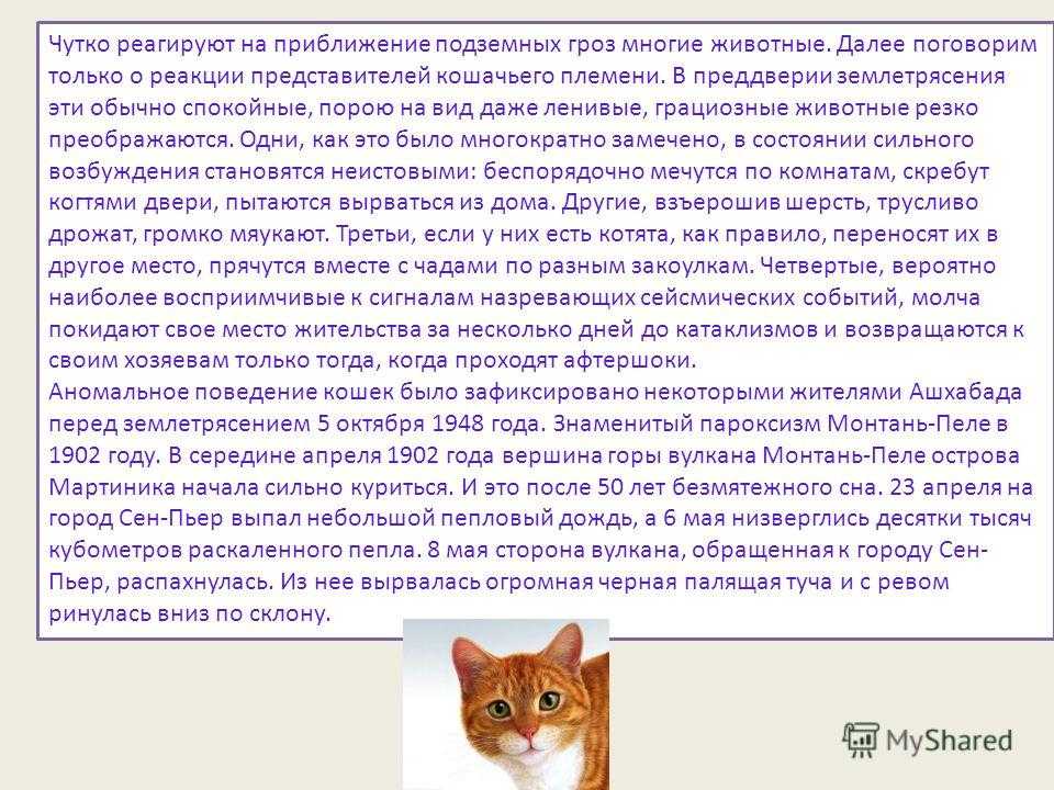 В статье описываются возможные факторы, благодаря которым кошки предсказывают землетрясения Поведение кошек и других животных перед подземными толчками