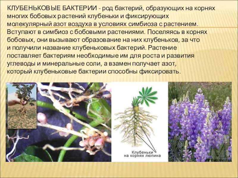 Наличие на корнях клубеньковых бактерий. клубеньковые бактерии бобовых растений. роль бобовых культур в повышении плодородия почвы