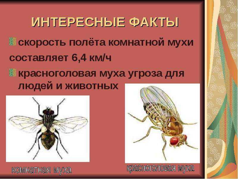 Муха — интересные факты
