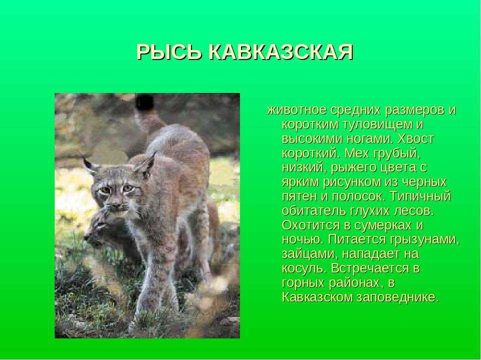 Красная книга краснодарского края