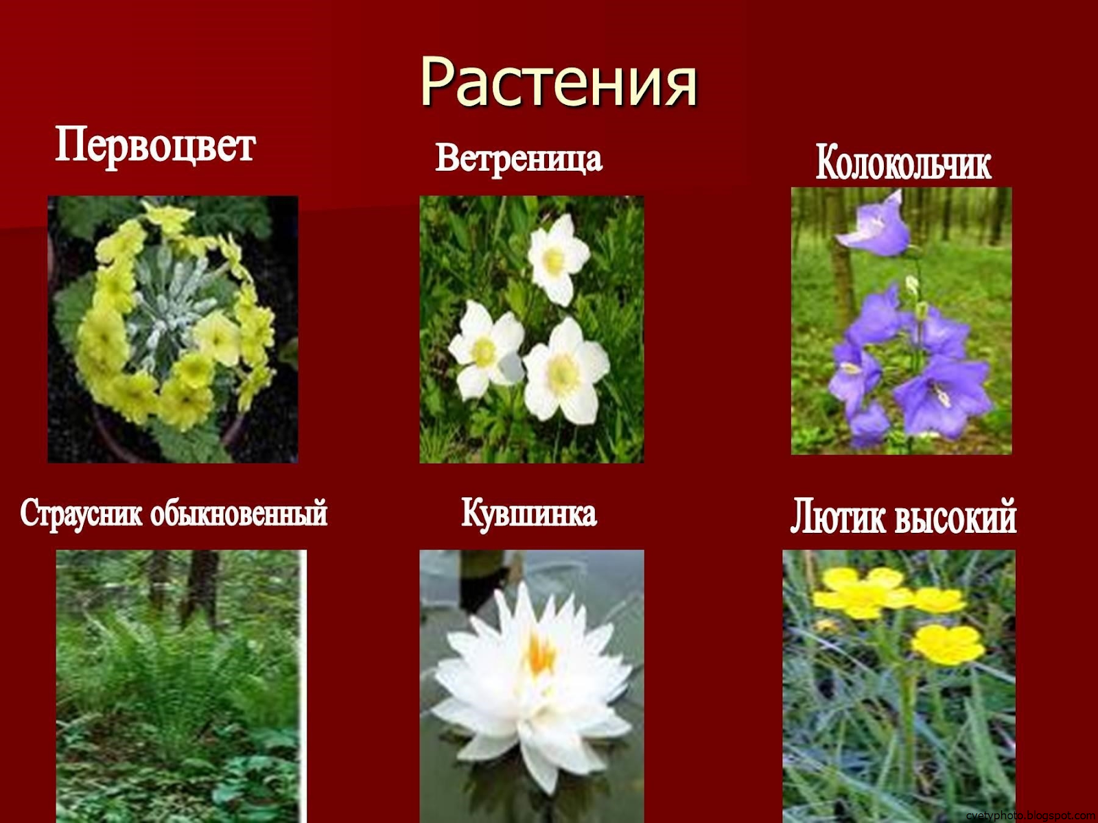 о растениях, занесенных в Красную книгу России, также приводятся причины их постепенного исчезновения