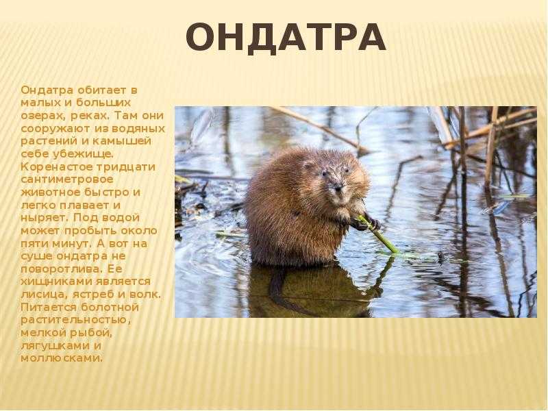 Ондатра животное. описание, особенности, виды, образ жизни и среда обитания ондатры | живность.ру