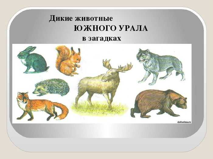 Птицы урала, их многообразие названия и особенности | живность.ру