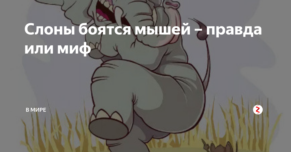 Вся правда о том, почему слоны боятся мышей. слоны боятся мышей — правда ли это