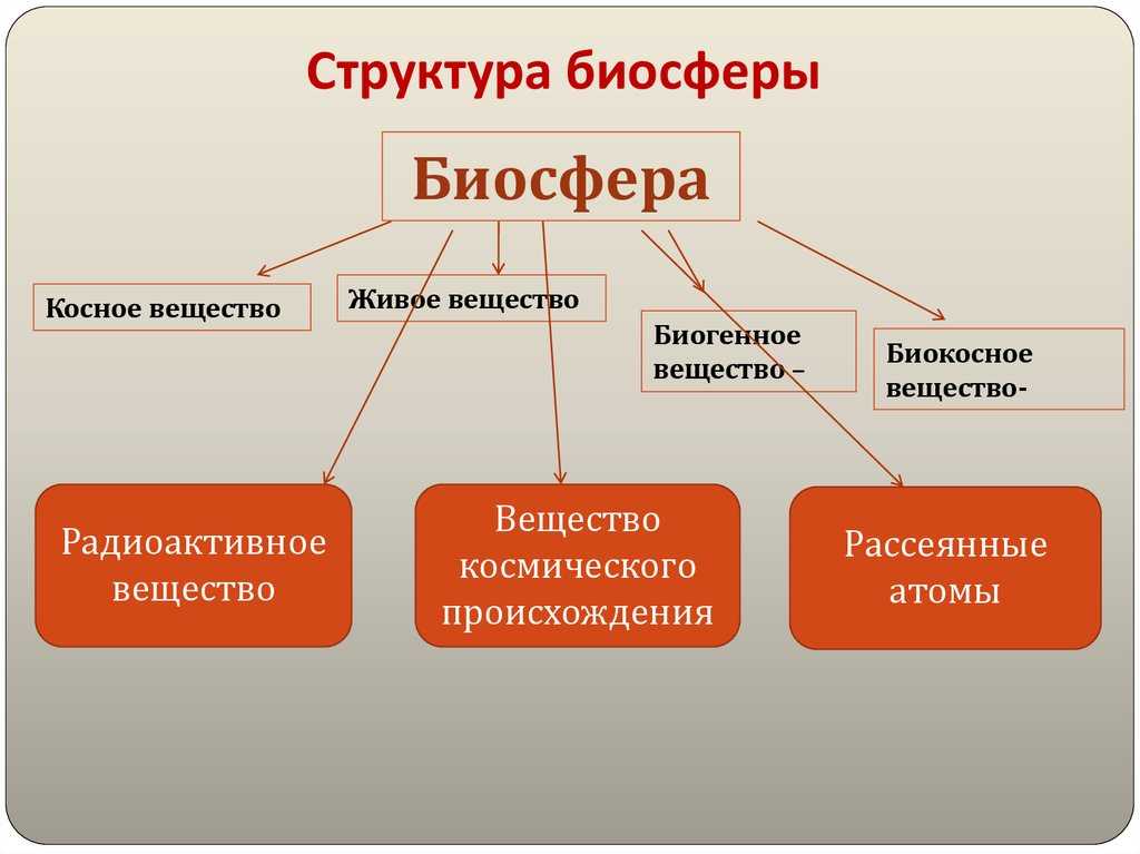 Как устроена биосфера?