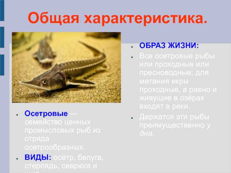 Стерлядь польза и вред