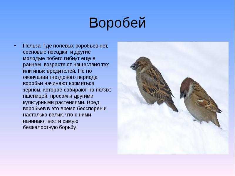 Воробей домовой: описание. чем отличается домовой воробей от полевого? - все о наших питомцах - 23 сентября - 43556932977 - медиаплатформа миртесен
