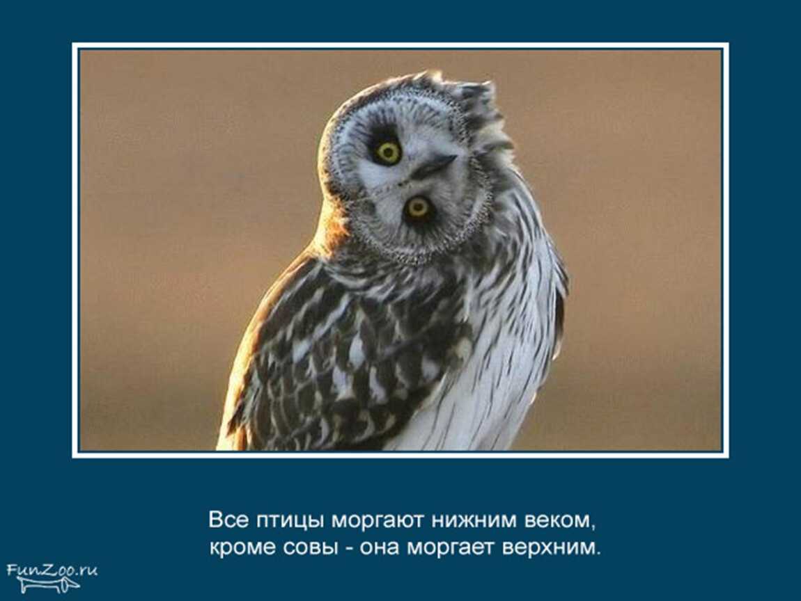 53 самых интересных факта о животных