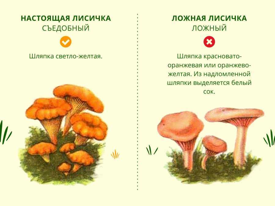 Грибы лисички ложные: фото и описание, отличие от настоящих