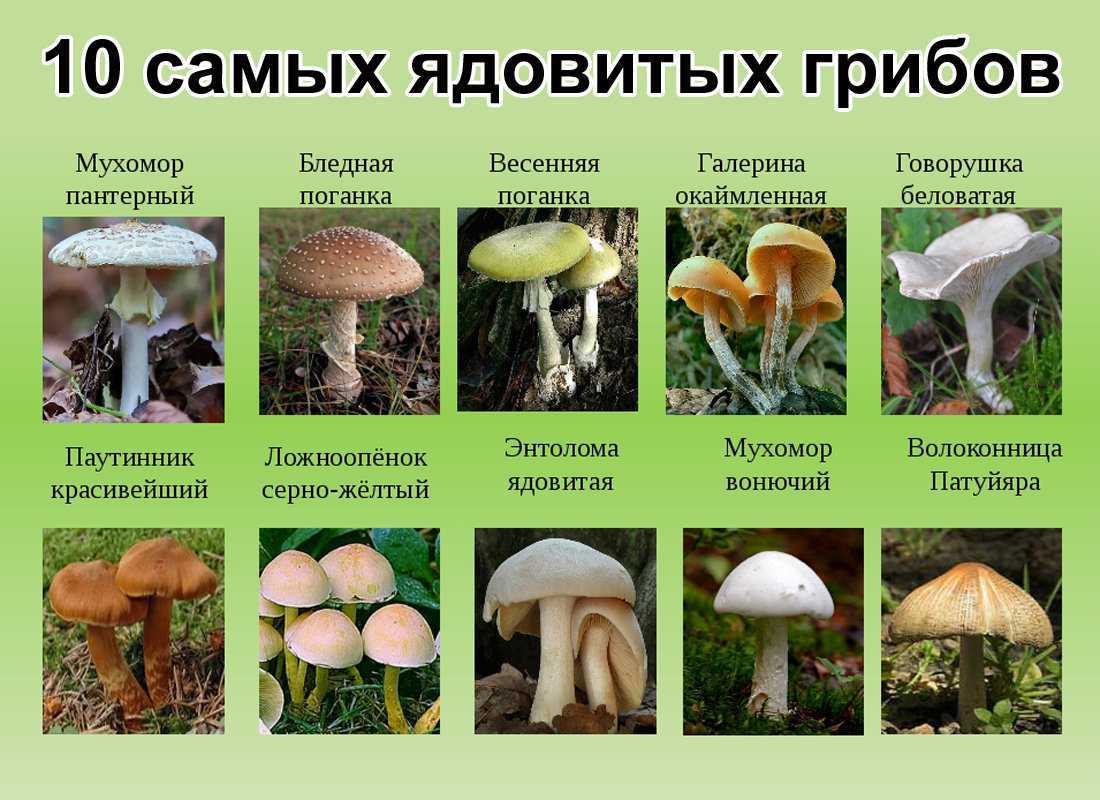 , что такое ядовитые грибы, как их классифицируют Как отличить ядовитый гриб от съедобного Ядовитые грибы-двойники съедобных