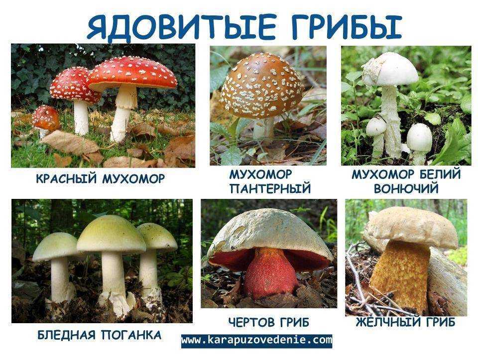 Королевство грибы характеристики, классификация, репродукция / биология | thpanorama - сделайте себя лучше уже сегодня!