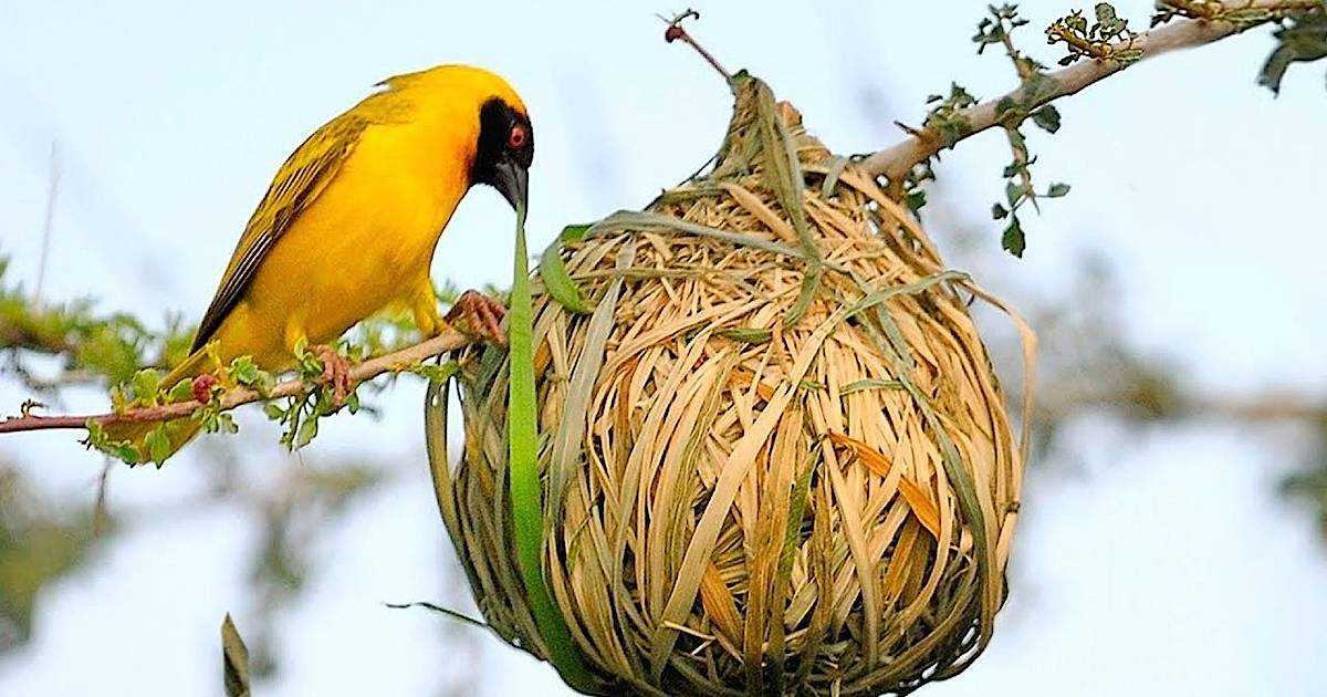 Самые удивительные гнезда птиц
