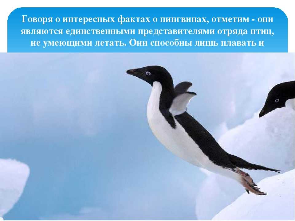 Пингвины – коренные жители антарктиды