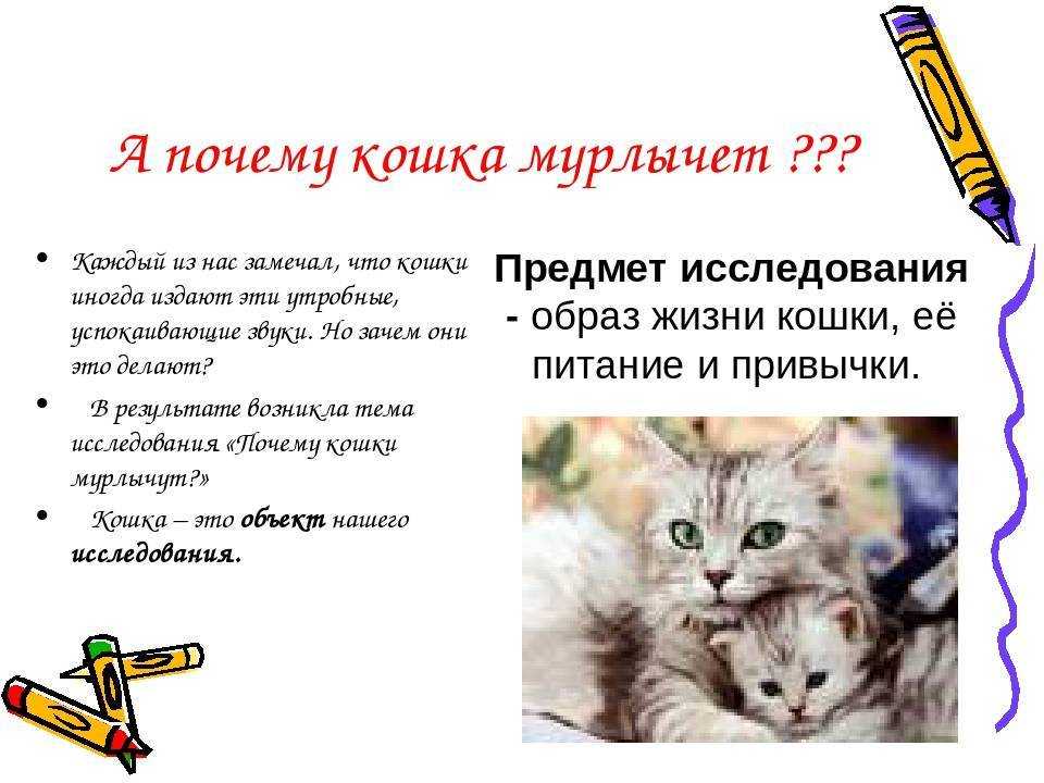 Как и почему кошки мурлыкают? | ваши питомцы