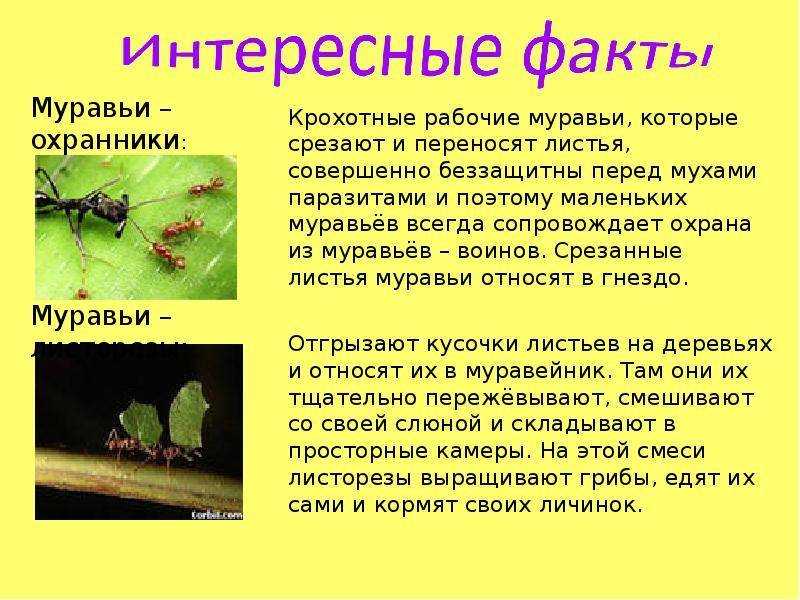 Презентация на тему "интересные факты о мухах" по биологии для 5 класса