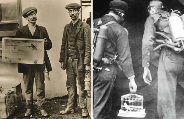 Скачать песню канарейка - в шахте бесплатно и слушать онлайн | zvyki.com