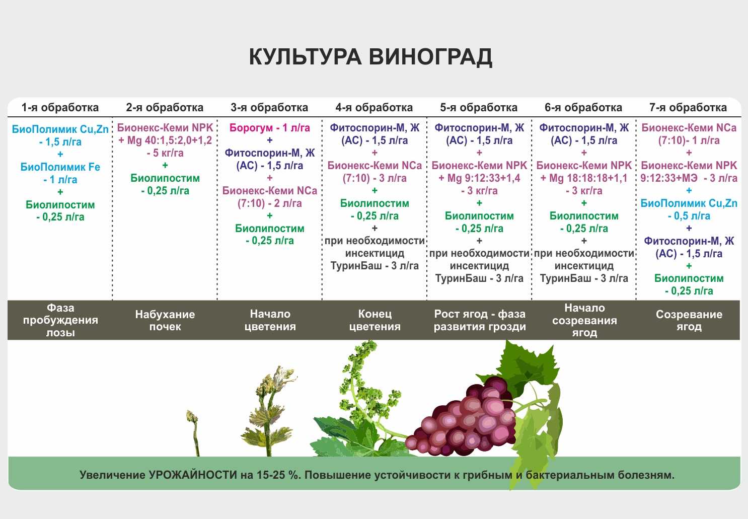 Рябина обыкновенная: необыкновенная польза для людей пожилого возраста