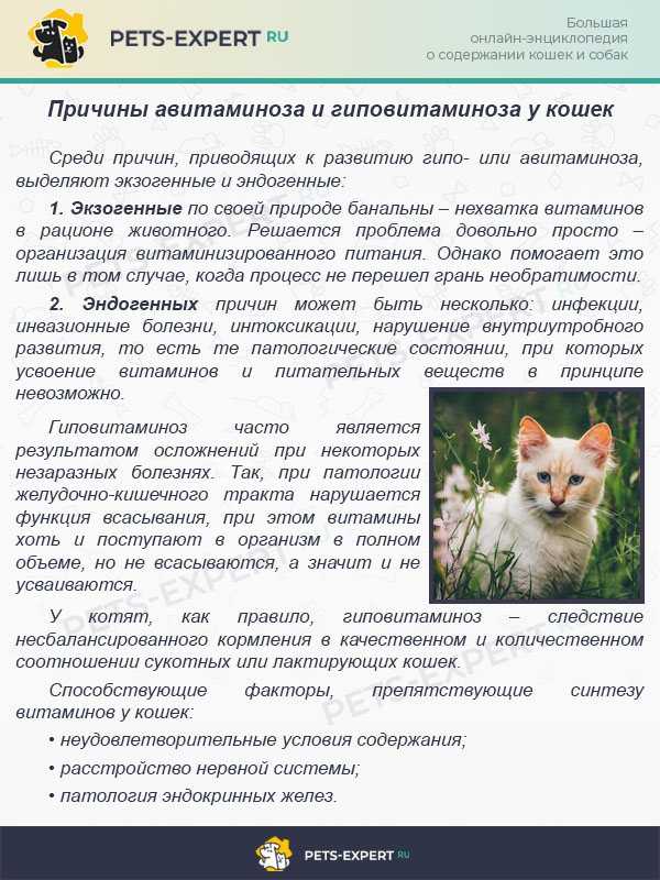 Аллергия на животных у детей и взрослых: симптомы, причины, лечение - статьи медцентра верамед